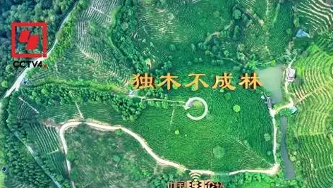 央視、學(xué)習(xí)強(qiáng)國等十多個(gè)平臺(tái)同時(shí)推送梧州采春茶．梧州六堡茶